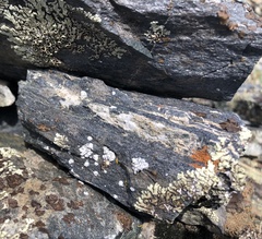 Rhizoplaca glaucophana