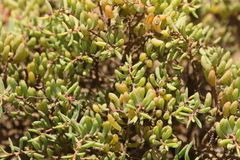 Suaeda arbusculoides
