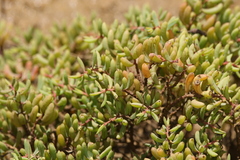 Suaeda arbusculoides