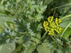 Lomatium parvifolium