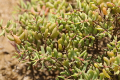 Suaeda arbusculoides