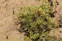Suaeda arbusculoides