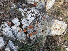 Rhizoplaca glaucophana