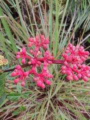 Cissus erosa