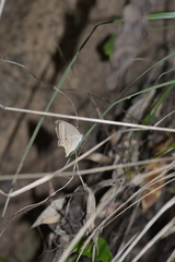 Lethe syrcis