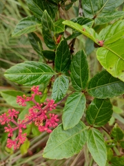 Cissus erosa