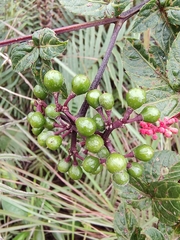 Cissus erosa