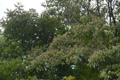 Camptotheca acuminata