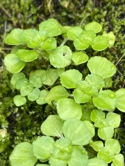 Pilea peploides major