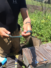 Thamnophis sirtalis tetrataenia