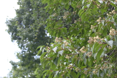 Camptotheca acuminata