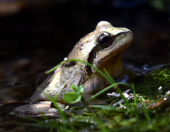 Pseudacris hypochondriaca curta