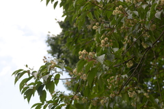 Camptotheca acuminata