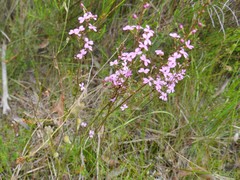 Stylidium lineare