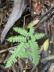 Adiantum diaphanum