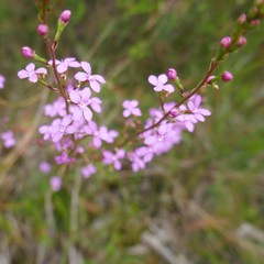 Stylidium lineare