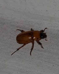 Cyclocephala