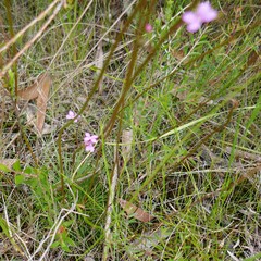 Stylidium lineare