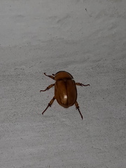 Cyclocephala