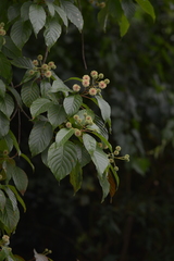 Camptotheca acuminata