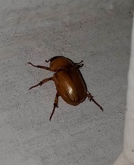 Cyclocephala
