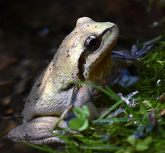 Pseudacris hypochondriaca curta