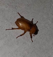 Cyclocephala