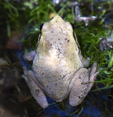 Pseudacris hypochondriaca curta