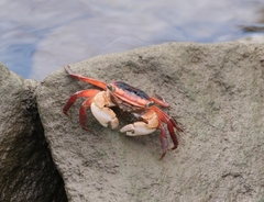 Metopograpsus latifrons