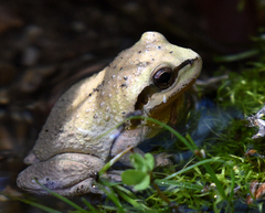 Pseudacris hypochondriaca curta