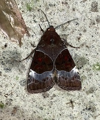Hampsonodes