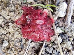 Drosera montana
