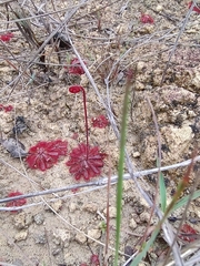 Drosera montana