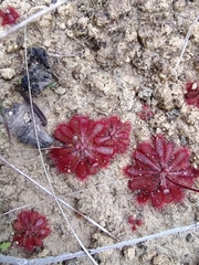 Drosera montana
