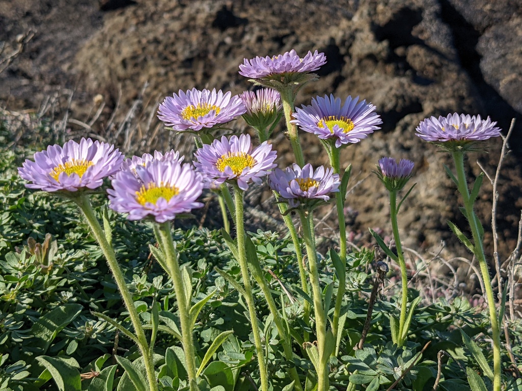 Erigeron glaucus, Point Lobos State Reserve, Monterey, California, United States