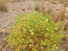 Roepera aurantiaca aurantiaca