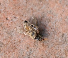 Apis mellifera
