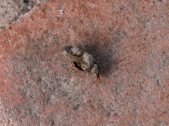 Apis mellifera