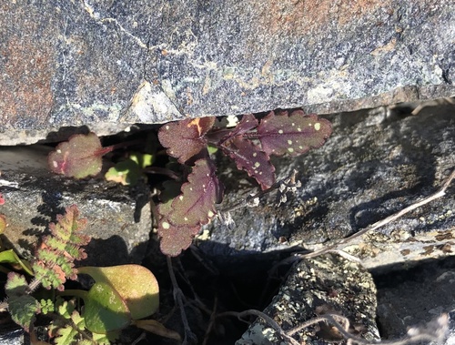Sticky Chinese Houses foliage