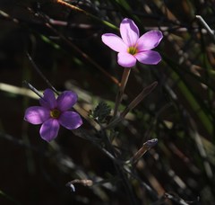 Oxalis hirta tubiflora