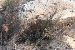 Oxalis hirta tubiflora