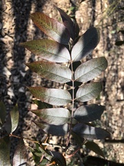 Ailanthus