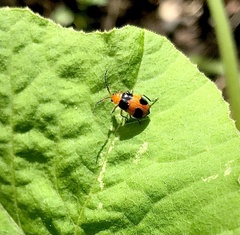 Aulacophora hilaris
