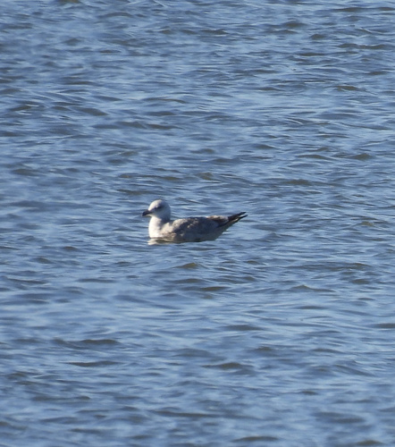 Ring-billed Gull
