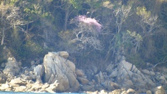 Podopterus mexicanus