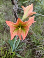 Hippeastrum glaucescens
