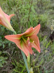 Hippeastrum glaucescens