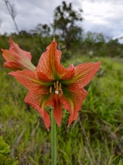 Hippeastrum glaucescens