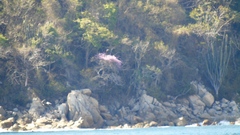 Podopterus mexicanus