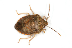 Dryadocoris